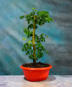 Brazilian Rain Tree – One of a Kind Pre-Bonsai