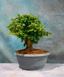 Parrot’s Beak – Gmelina Philippensis – One of a Kind Pre-Bonsai