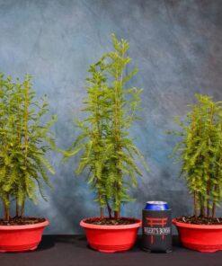 Bald Cypress – Forest – 7″ Pot