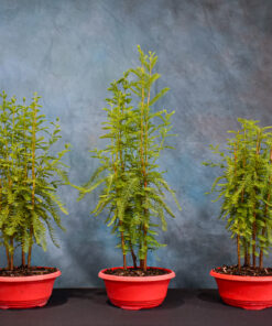 Bald Cypress – Forest – 7″ Pot
