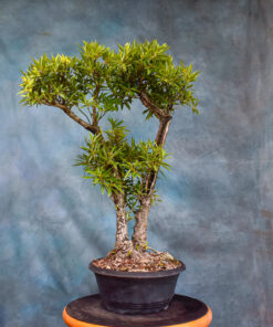 ‘Willow Leaf’ Ficus – Dual Trunk – One of a Kind Pre-Bonsai
