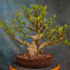 Ficus Microcarpa Bonsai ‘Tiger Bark’