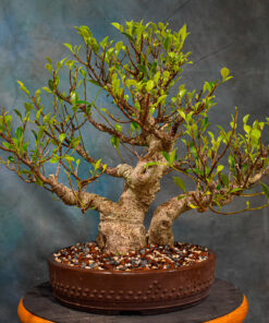 Ficus Microcarpa Bonsai ‘Tiger Bark’