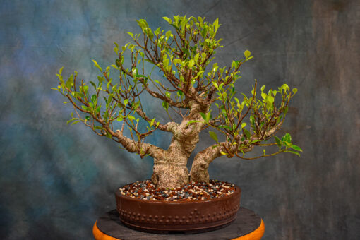 Ficus Microcarpa Bonsai ‘Tiger Bark’