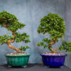 fukien tea tree