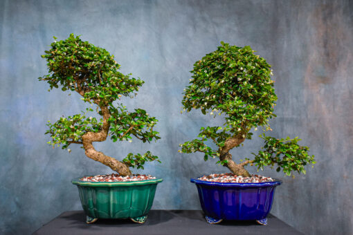 fukien tea tree