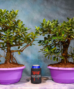 Green Island Ficus – Oval Leaves – 8″ or 10″ Pot