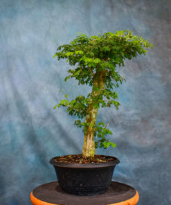 Brazilian Rain Tree – One of a Kind Pre-Bonsai