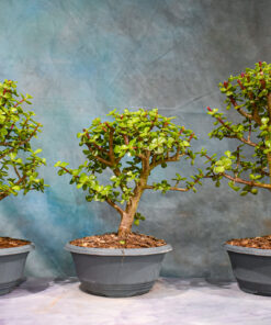 Dwarf Jade – 6″ to 11″ Pots