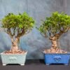 ficus microcarpa