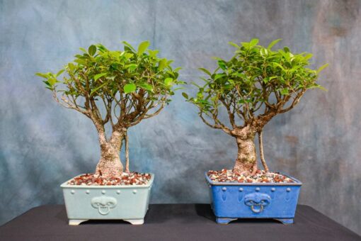 ficus microcarpa