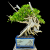 Buttonwood Bonsai
