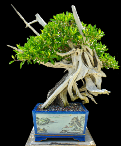 Buttonwood Bonsai