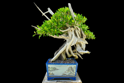Buttonwood Bonsai