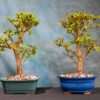 jade bonsai tree