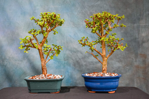 jade bonsai tree