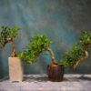 buy bonsai tree