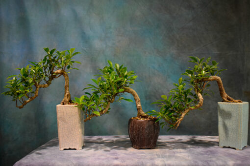 buy bonsai tree