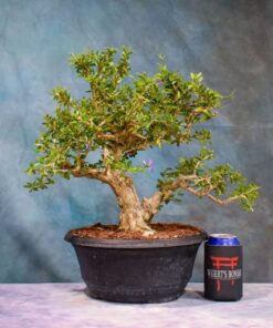 Vietnamese Blue Bell – One of a Kind Pre-Bonsai