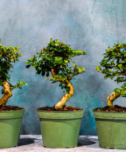 Fukien Tea – Curved Trunk – 6″ Pot