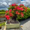 bougainvillea bonsai plant