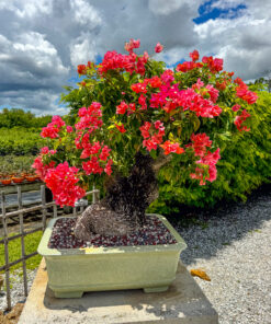 bougainvillea bonsai plant