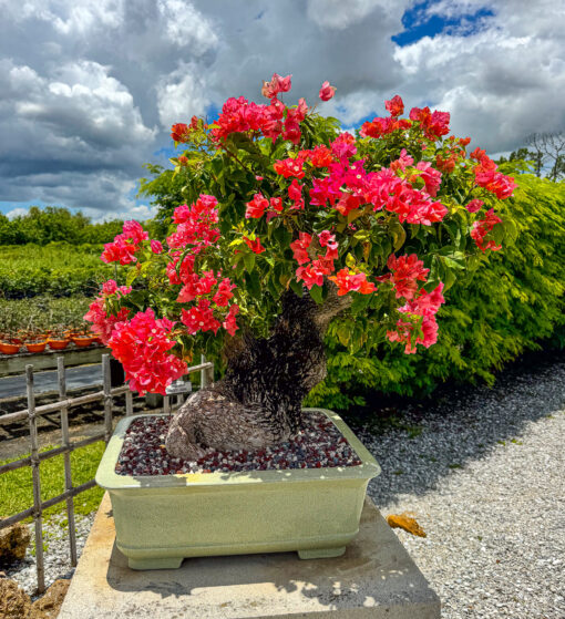 bougainvillea bonsai plant