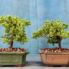 Juniper Shohin Bonsai