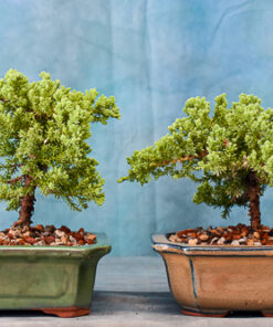Juniper Shohin Bonsai