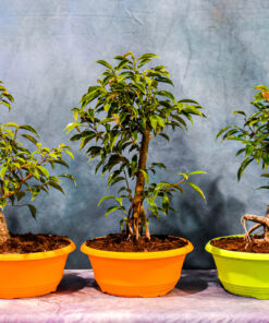 Ficus Philippinensis – 8″ Pot to 10″ Pot