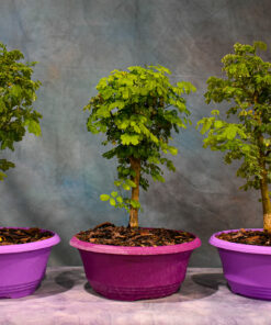 Brazilian Rain Tree – 8″ or 9″ Pot