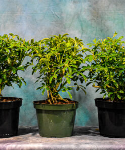 Dwarf Schefflera – Arboricola “Luseane” – 7″ to 9″ Pot