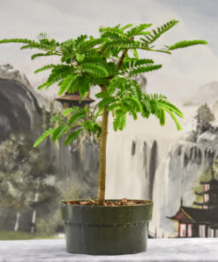 Tamarind – 8″ or 9″ Pot