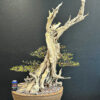 buttonwood bonsai for sale