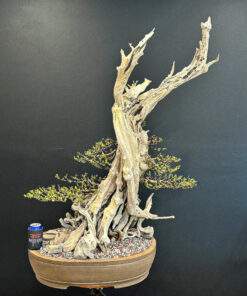 buttonwood bonsai for sale