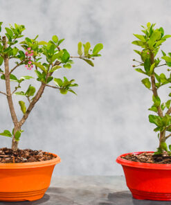 Barbados Cherry – 8″ Pot